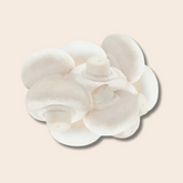 White Button Mushroom Grain Spawn 1kg for Sale (599)